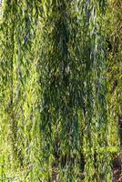 Weeping willow tree in autumn park. photo