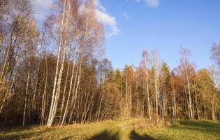 Scenic nature view. Autumn landscape in Latvia. photo