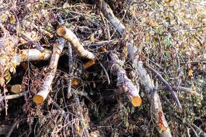 A large pile of tree branches at a logging camp. photo