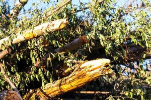 A large pile of tree branches at a logging camp. photo