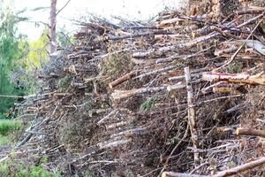 A large pile of tree branches at a logging camp. photo