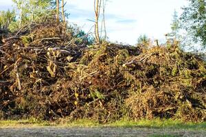 A large pile of tree branches at a logging camp. photo