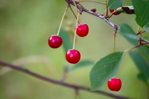 Branch with ripe red juicy cherries on a tree in a garden. photo