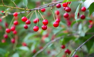 Branch with ripe red juicy cherries on a tree in a garden. photo