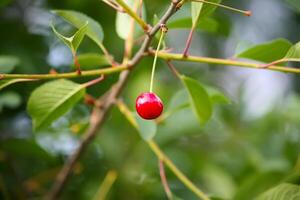 Branch with ripe red juicy cherries on a tree in a garden. photo