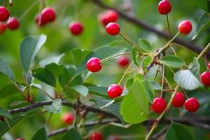 Branch with ripe red juicy cherries on a tree in a garden. photo