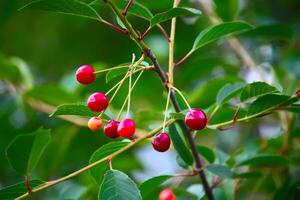 Branch with ripe red juicy cherries on a tree in a garden. photo