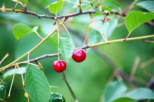 Branch with ripe red juicy cherries on a tree in a garden. photo
