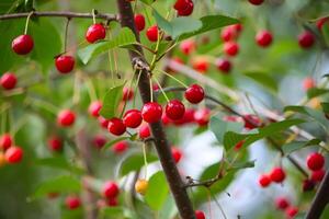 Branch with ripe red juicy cherries on a tree in a garden. photo
