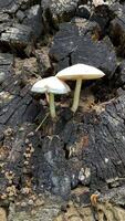 Toadstool mushrooms grow on a tree. Toadstool on the tree bark. photo