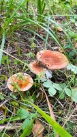 Close-up of small toadstool mushrooms in the forest. photo