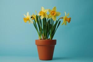 Yellow daffodils blooming in a terracotta pot against a light blue background photo