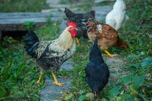 Chicken on green grass in the garden. Village life with domestic birds. photo