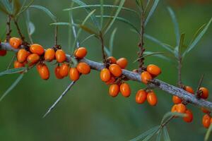 Sea buckthorn berries on a branch in the garden. photo