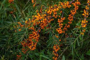 Sea buckthorn berries on a branch in the garden. photo