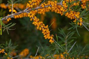 Sea buckthorn berries on a branch in the garden. photo