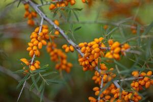 Sea buckthorn berries on a branch in the garden. photo