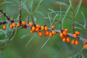 Sea buckthorn berries on a branch in the garden. photo