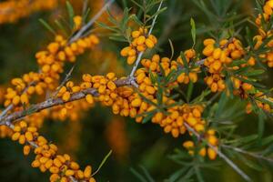 Sea buckthorn berries on a branch in the garden. photo