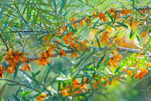 Sea buckthorn berries on a branch in the garden. photo