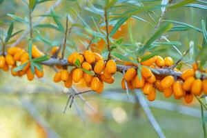 Sea buckthorn berries on a branch in the garden. photo
