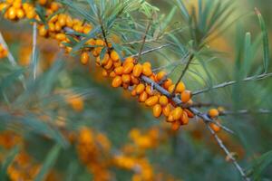 Sea buckthorn berries on a branch in the garden. photo