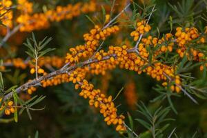 Sea buckthorn berries on a branch in the garden. photo