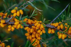 Sea buckthorn berries on a branch in the garden. photo