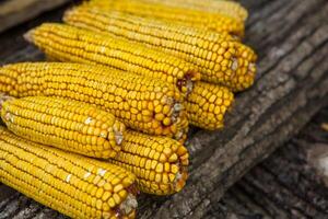 Harvesting corn dried in the rural garden. Yellow corn cob background or texture. Corn vegetable pattern. photo