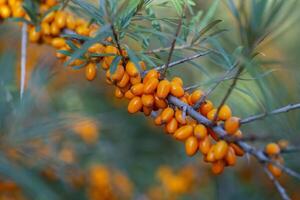 Sea buckthorn berries on a branch in the garden. photo