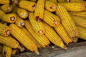 Harvesting corn dried in the rural garden. Yellow corn cob background or texture. Corn vegetable pattern. photo