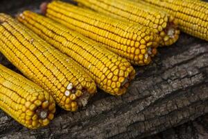 Harvesting corn dried in the rural garden. Yellow corn cob background or texture. Corn vegetable pattern. photo