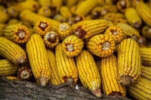 Harvesting corn dried in the rural garden. Yellow corn cob background or texture. Corn vegetable pattern. photo