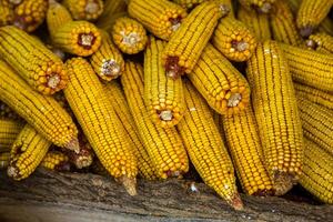 Harvesting corn dried in the rural garden. Yellow corn cob background or texture. Corn vegetable pattern. photo