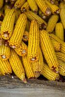 Harvesting corn dried in the rural garden. Yellow corn cob background or texture. Corn vegetable pattern. photo
