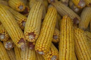 Harvesting corn dried in the rural garden. Yellow corn cob background or texture. Corn vegetable pattern. photo