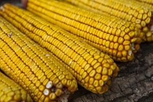 Harvesting corn dried in the rural garden. Yellow corn cob background or texture. Corn vegetable pattern. photo