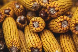 Harvesting corn dried in the rural garden. Yellow corn cob background or texture. Corn vegetable pattern. photo