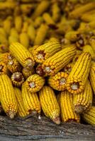Harvesting corn dried in the rural garden. Yellow corn cob background or texture. Corn vegetable pattern. photo