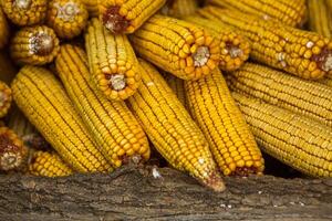 Harvesting corn dried in the rural garden. Yellow corn cob background or texture. Corn vegetable pattern. photo