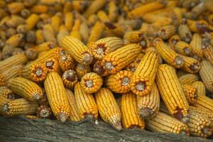 Harvesting corn dried in the rural garden. Yellow corn cob background or texture. Corn vegetable pattern. photo