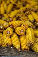 Harvesting corn dried in the rural garden. Yellow corn cob background or texture. Corn vegetable pattern. photo