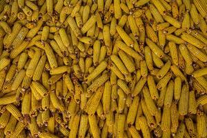 Harvesting corn dried in the rural garden. Yellow corn cob background or texture. Corn vegetable pattern. photo