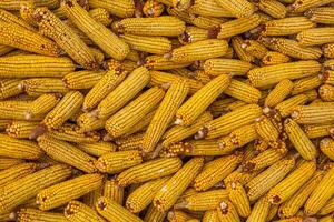 Harvesting corn dried in the rural garden. Yellow corn cob background or texture. Corn vegetable pattern. photo