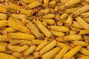 Harvesting corn dried in the rural garden. Yellow corn cob background or texture. Corn vegetable pattern. photo