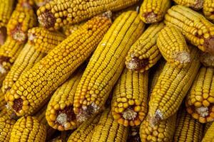 Harvesting corn dried in the rural garden. Yellow corn cob background or texture. Corn vegetable pattern. photo