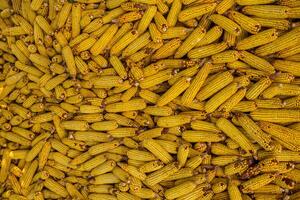 Harvesting corn dried in the rural garden. Yellow corn cob background or texture. Corn vegetable pattern. photo