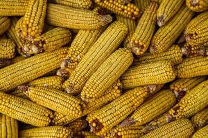 Harvesting corn dried in the rural garden. Yellow corn cob background or texture. Corn vegetable pattern. photo