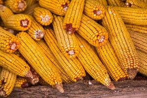 Harvesting corn dried in the rural garden. Yellow corn cob background or texture. Corn vegetable pattern. photo