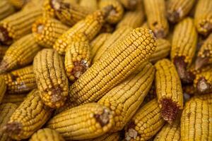 Harvesting corn dried in the rural garden. Yellow corn cob background or texture. Corn vegetable pattern. photo